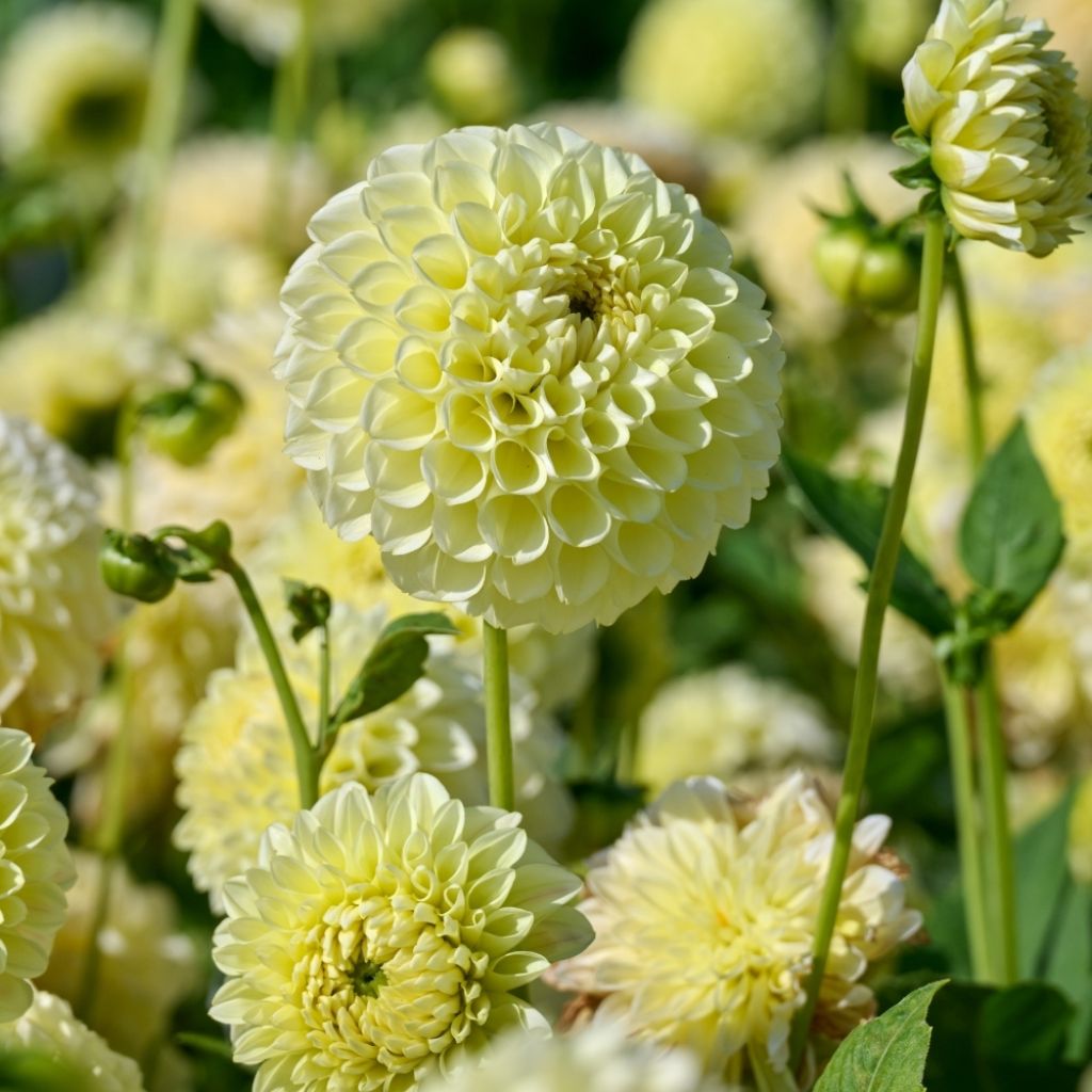 Dahlia balle Banana Baby