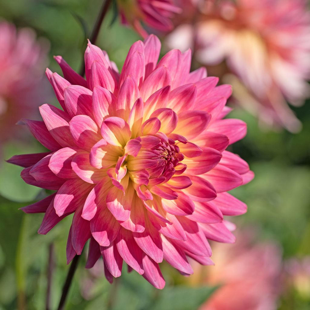 Dahlia cactus Mingus Julie