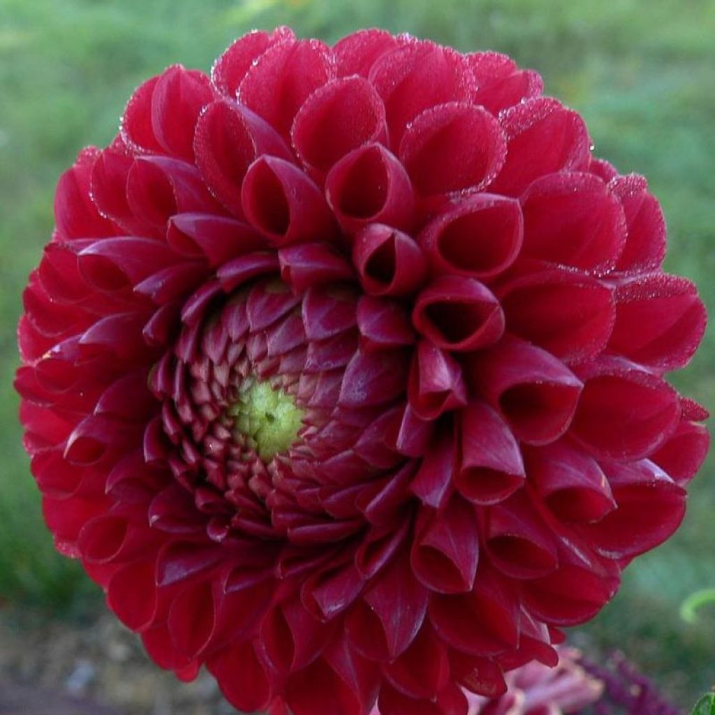 Dahlia Cornel
