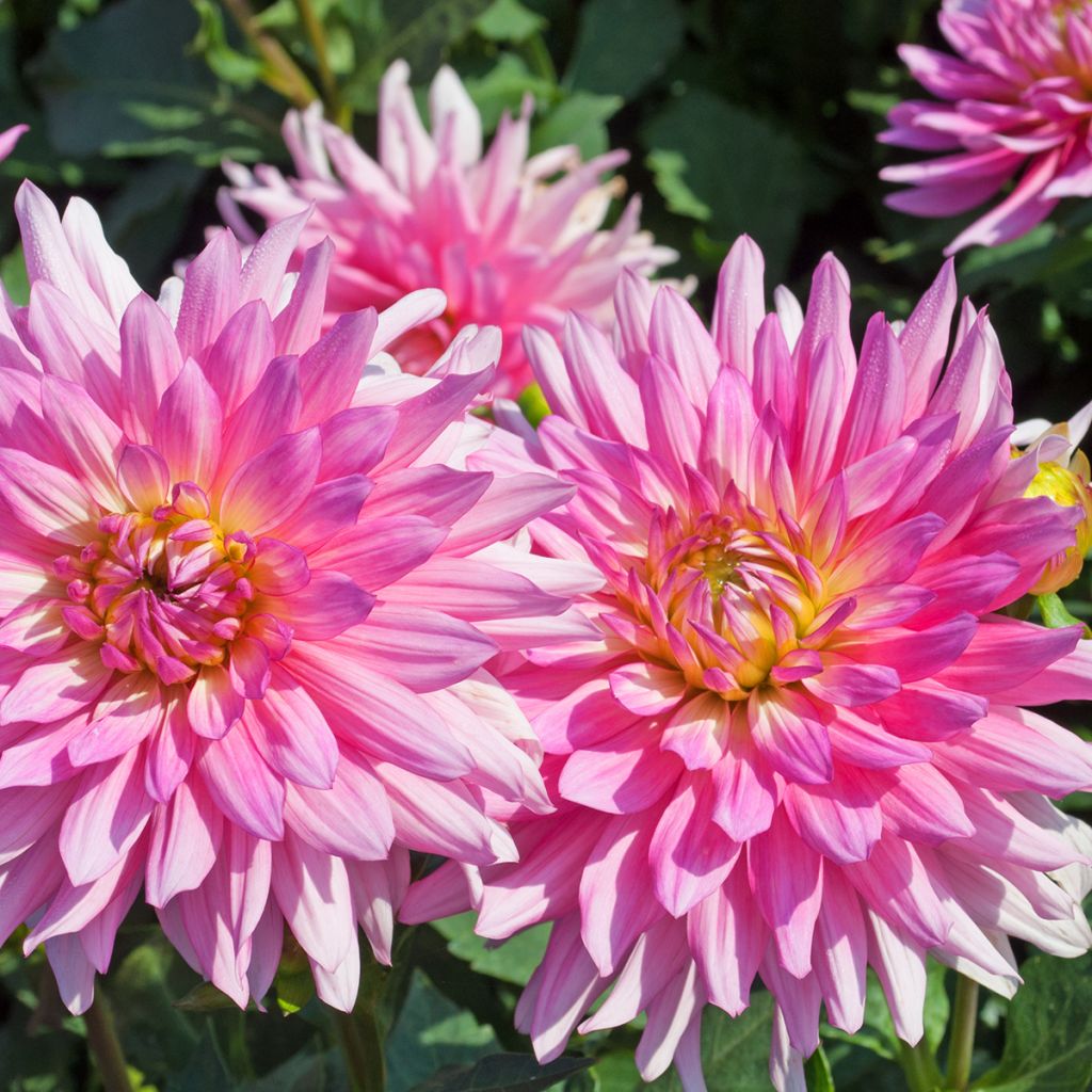 Dahlia nain Vanessa