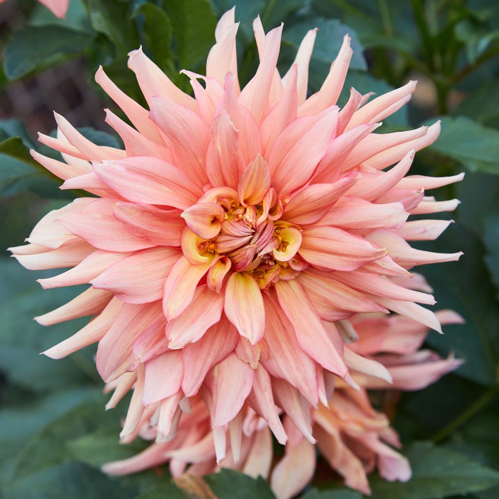 Dahlia géant Big Brother
