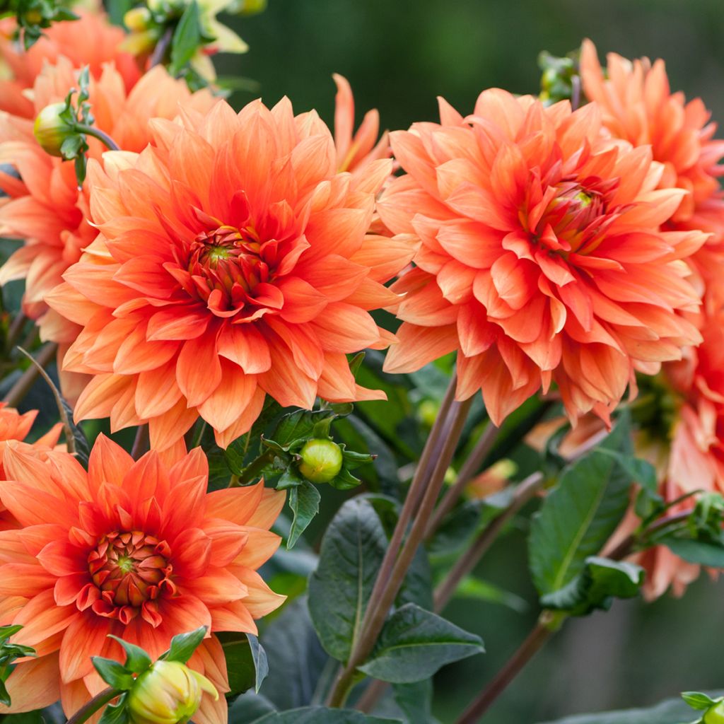 Dahlia décoratif Mrs Eileen