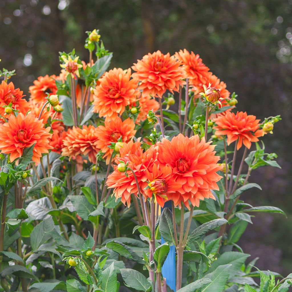 Dahlia décoratif Mrs Eileen