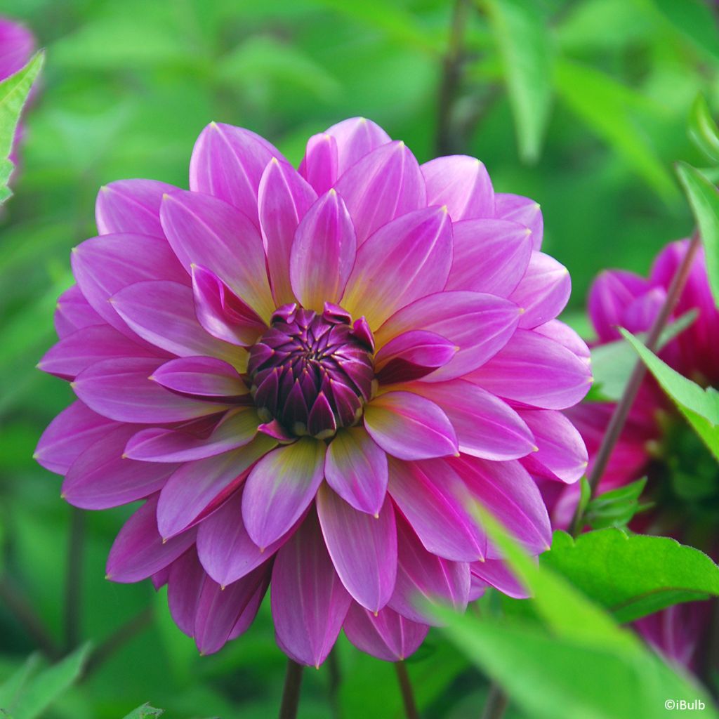 Dahlia décoratif Méditerranée