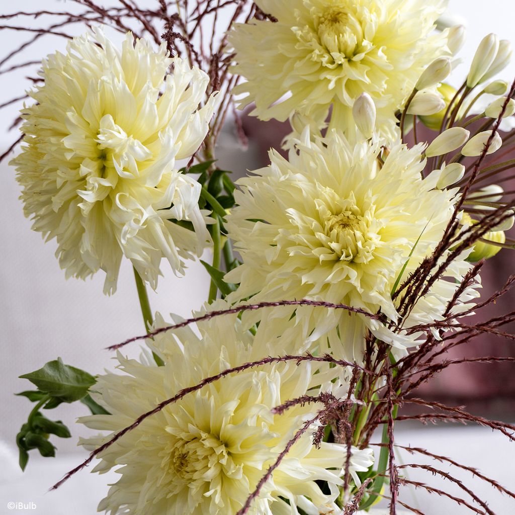 Dahlia fimbriata Promise