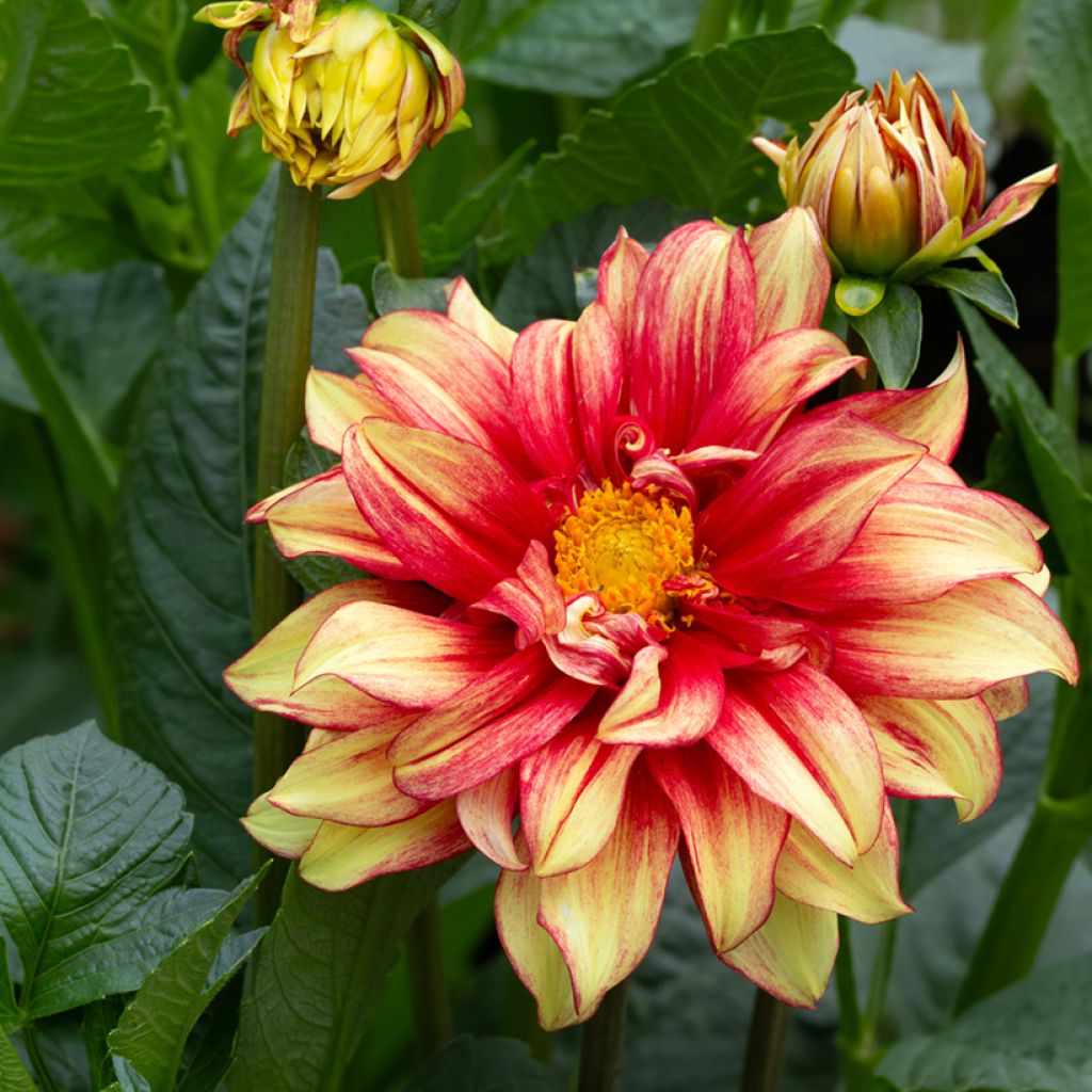 Dahlia décoratif Dazzling Sun