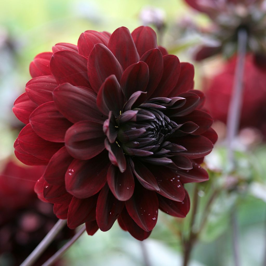 Dahlia décoratif Karma Choc