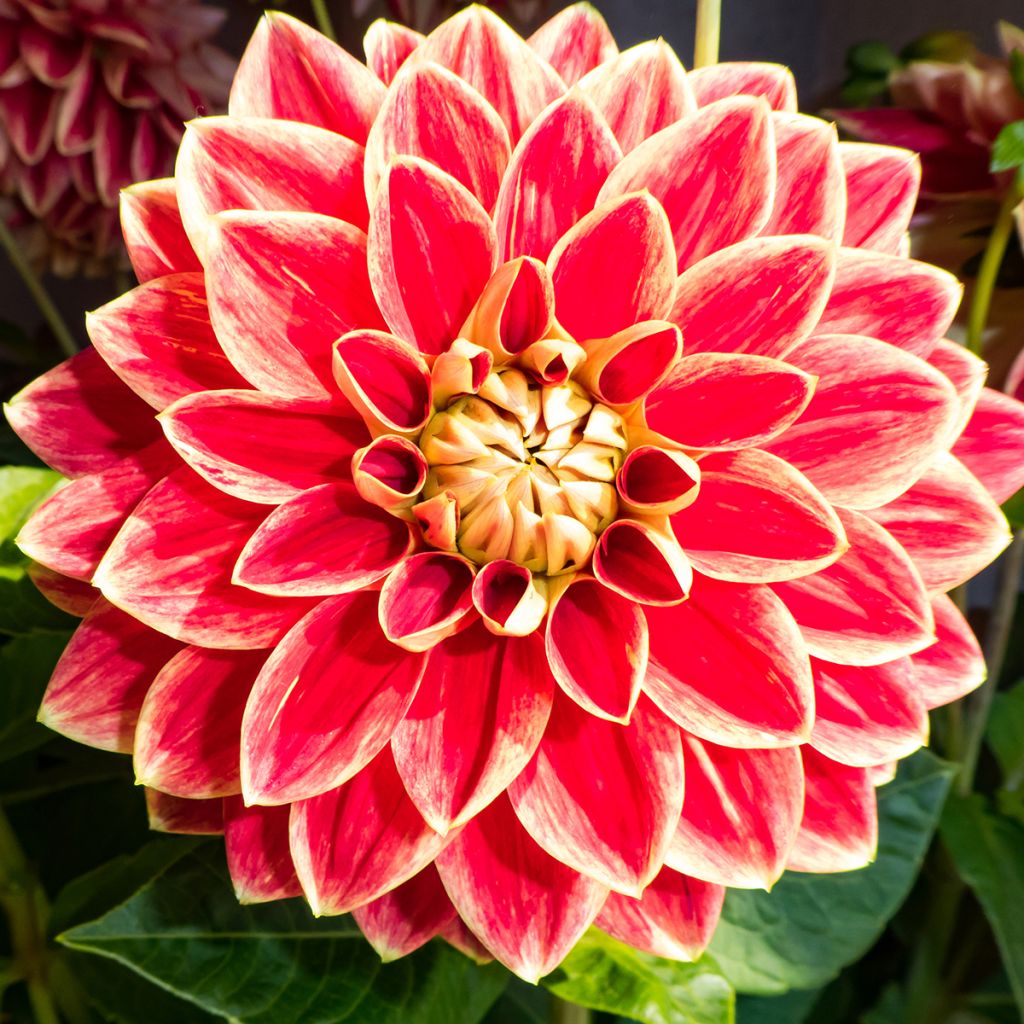 Dahlia décoratif Maxime
