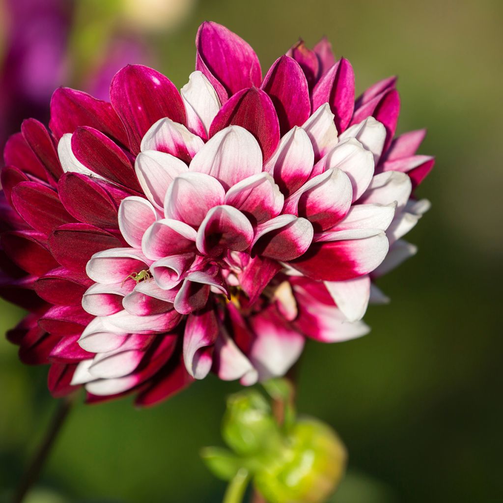 Dahlia décoratif Rebecca's World