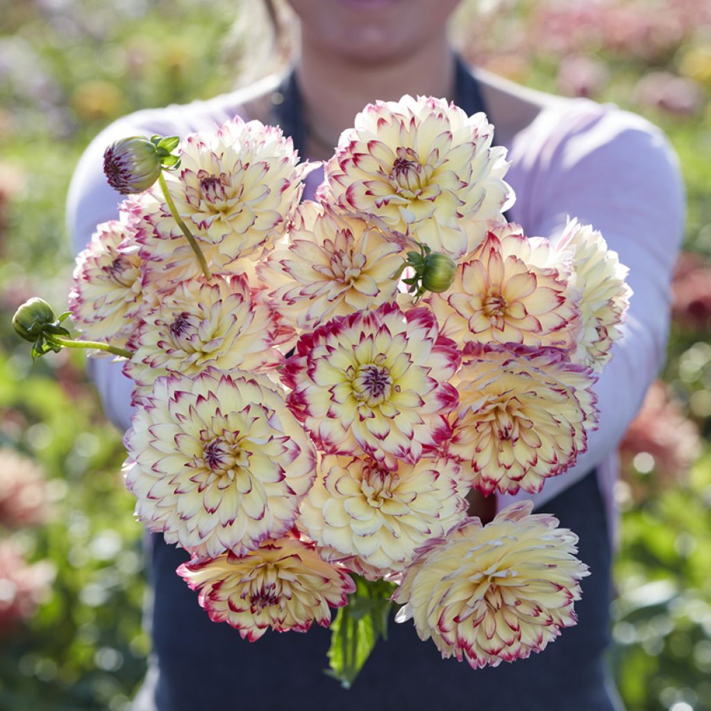 Dahlia décoratif à petites fleurs Aphrodite