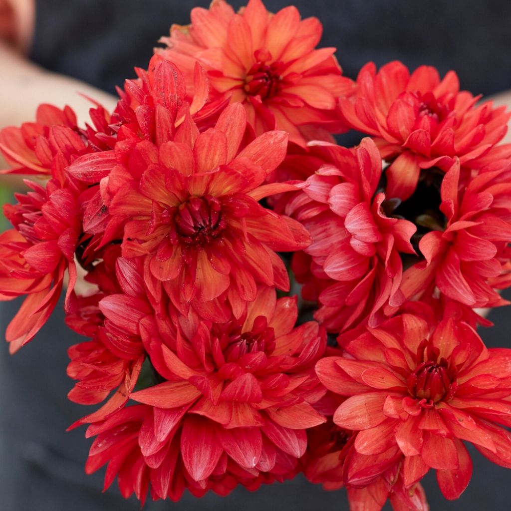 Dahlia décoratif Parc Floral de Paris