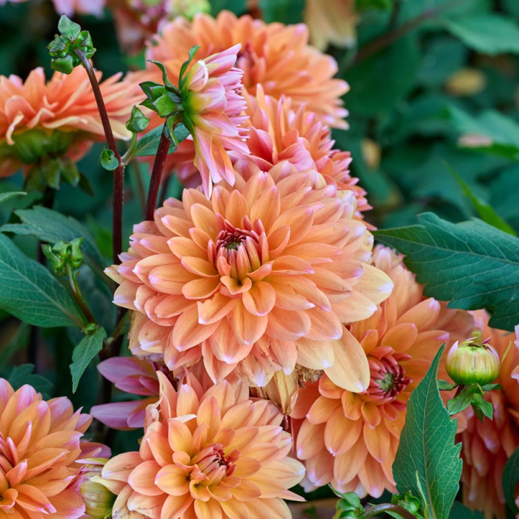 Dahlia nain décoratif Peaches & Vanilla