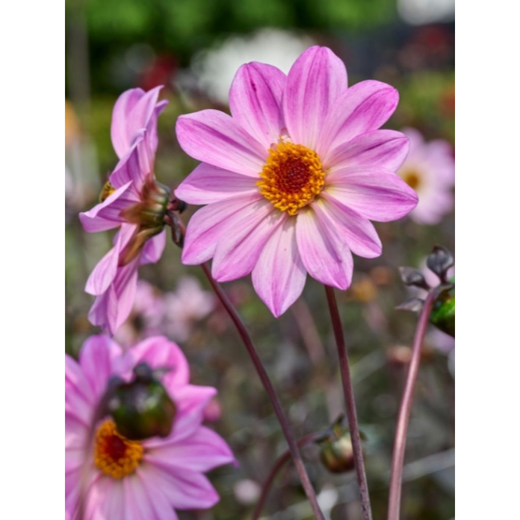Dahlia paysage Bishop of Leicester