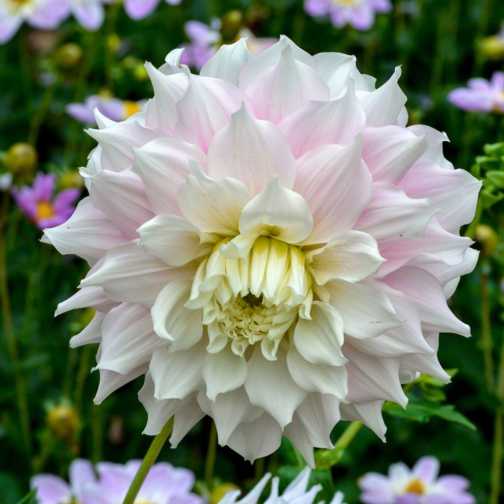 Dahlia Géant Gitt's Perfection