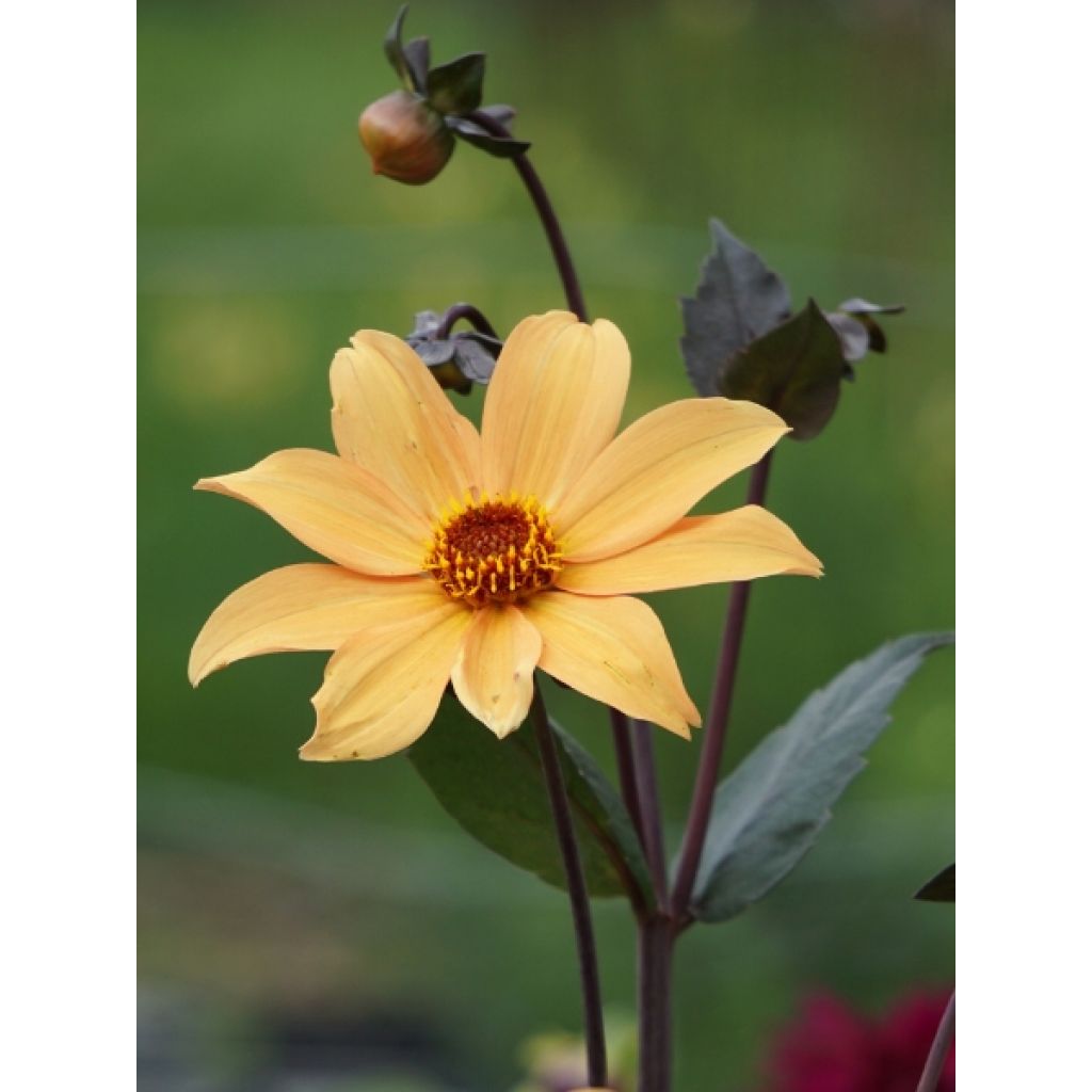 Dahlia paysage Bishop of York