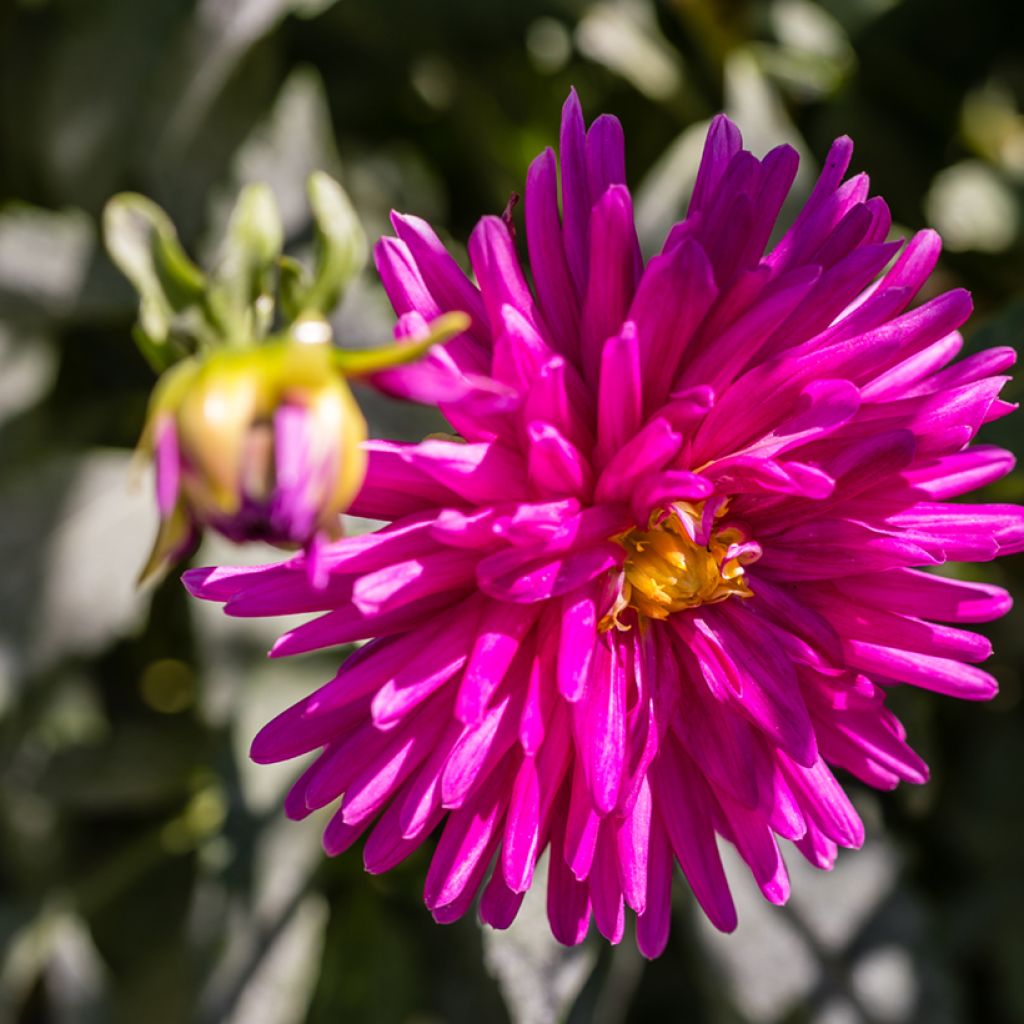 Dahlia semi cactus Purple Gem