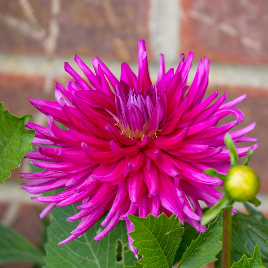 Dahlia semi cactus Purple Gem