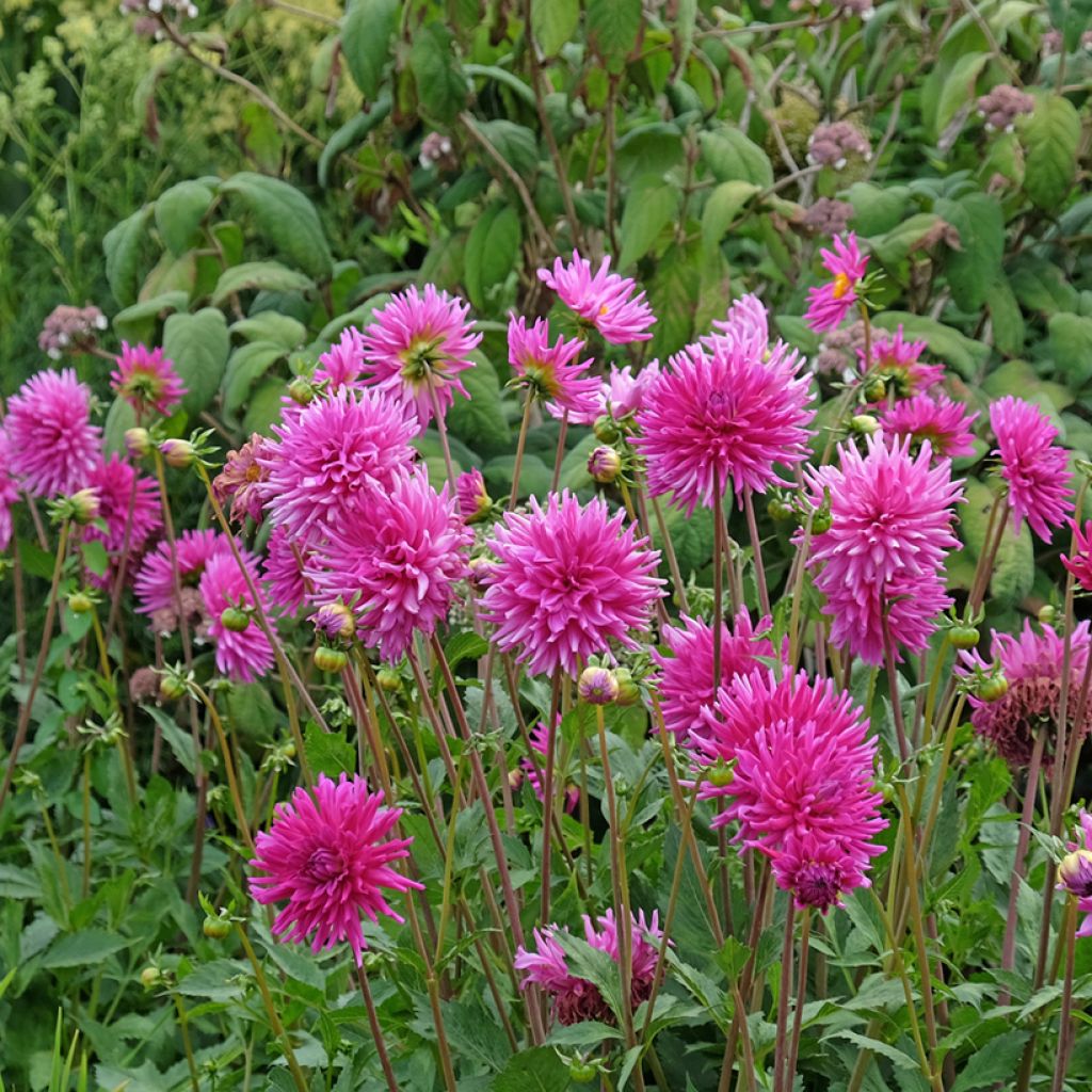 Dahlia semi cactus Purple Gem
