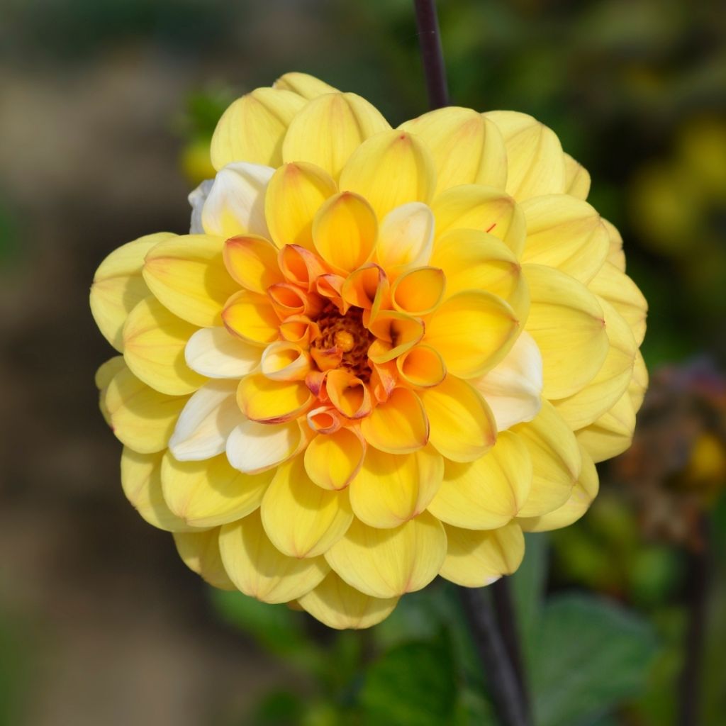 Dahlia balle Double Jill