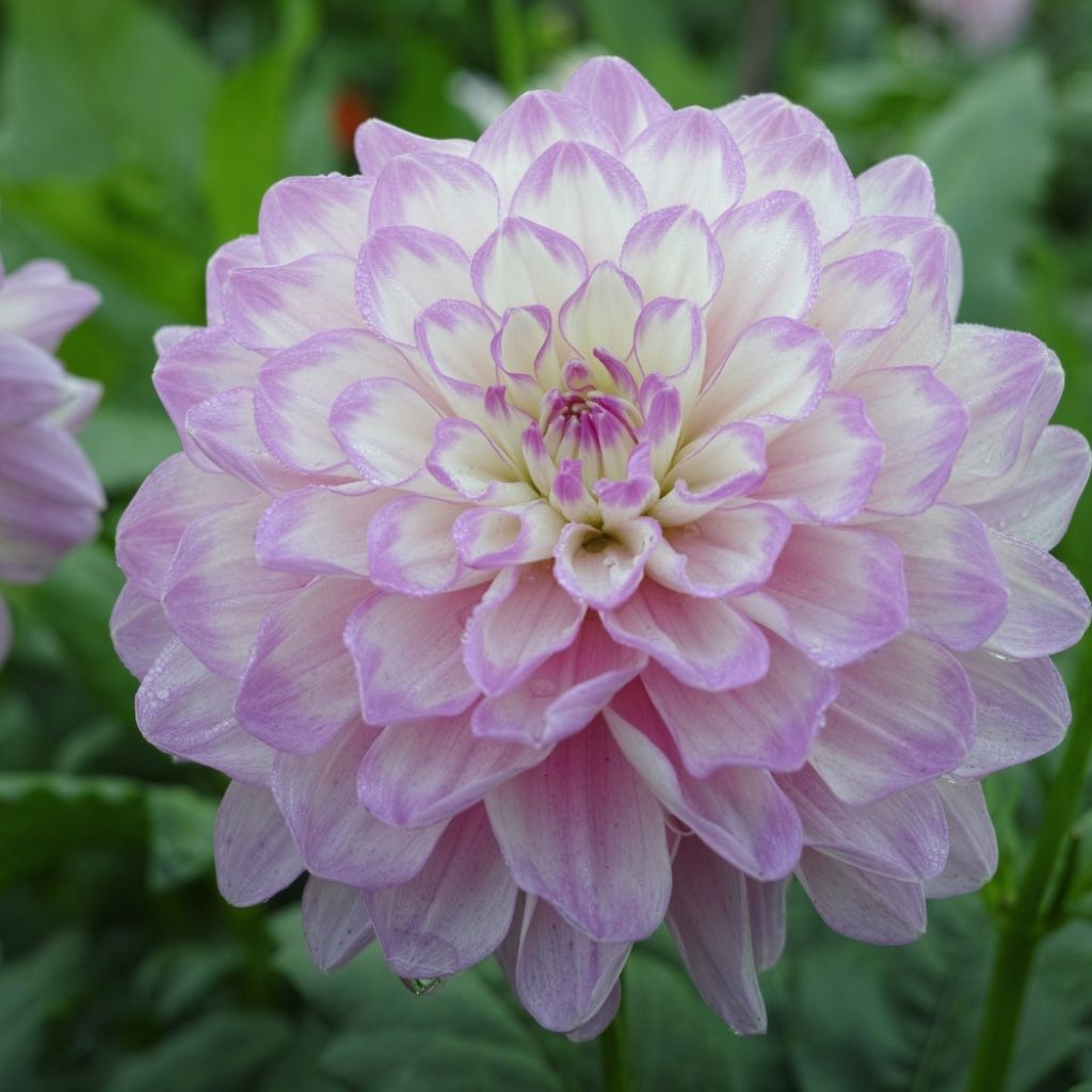 Dahlia balle Genova