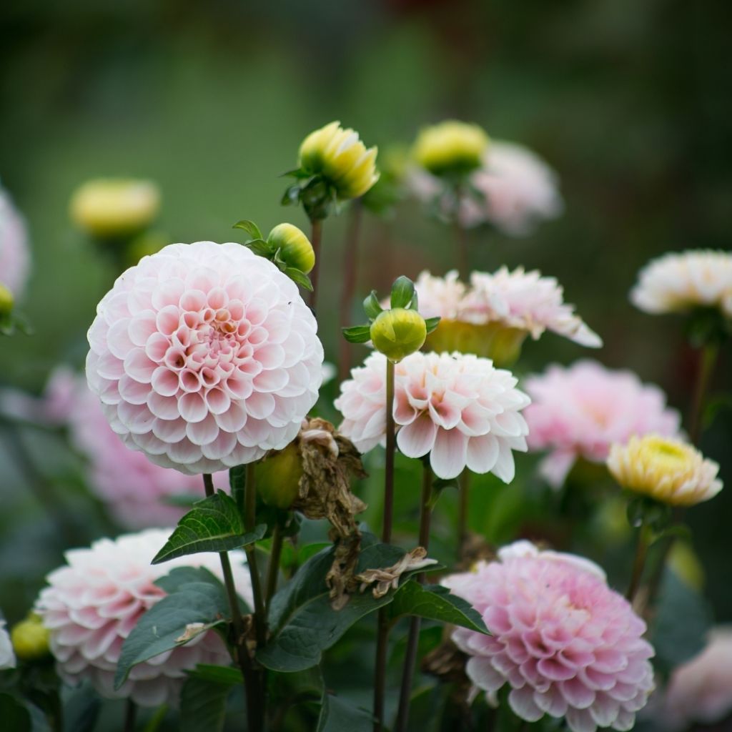 Dahlia Balle Wizard Of Oz