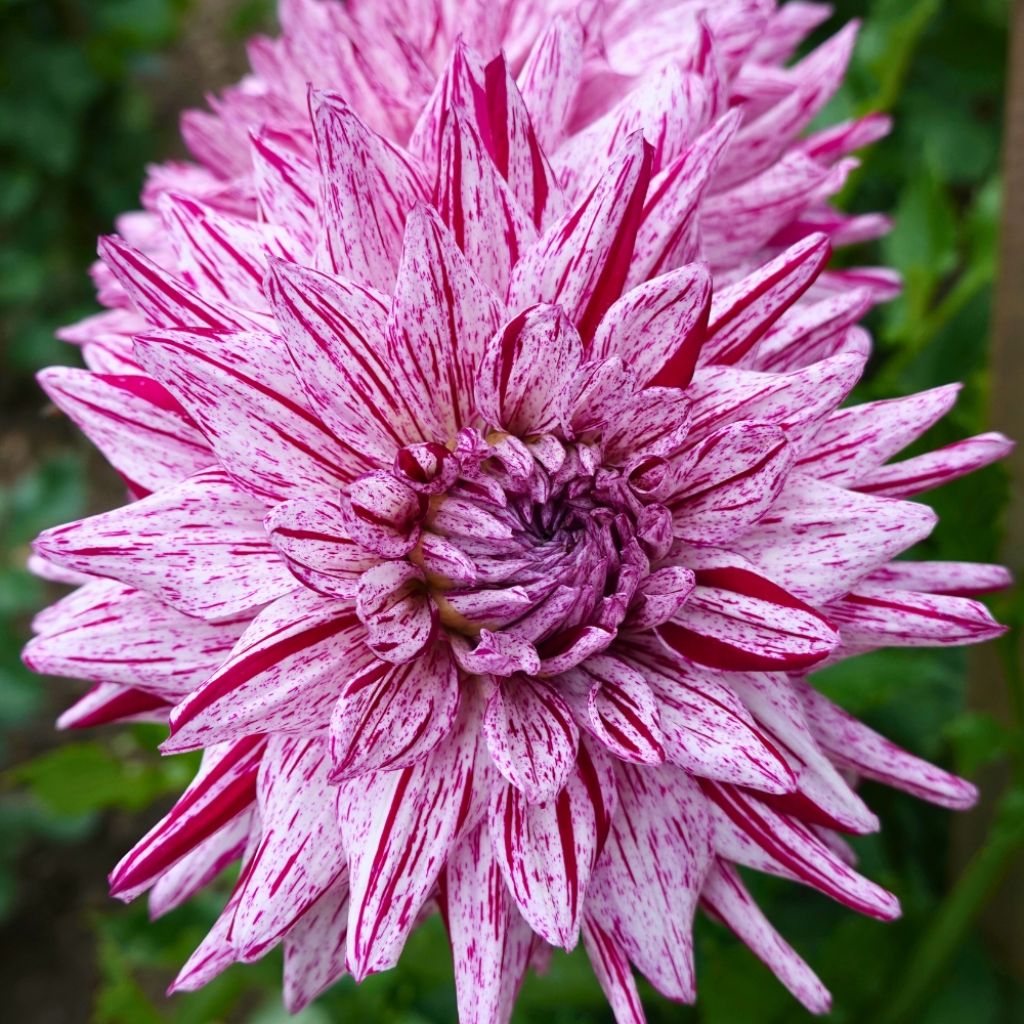 Dahlia semi-cactus Blackberry Ripple