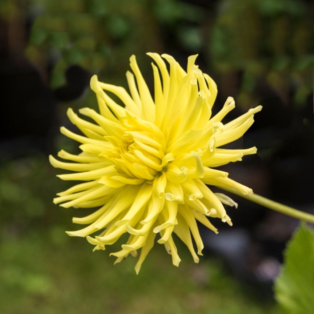 Dahlia cactus Kennemerland