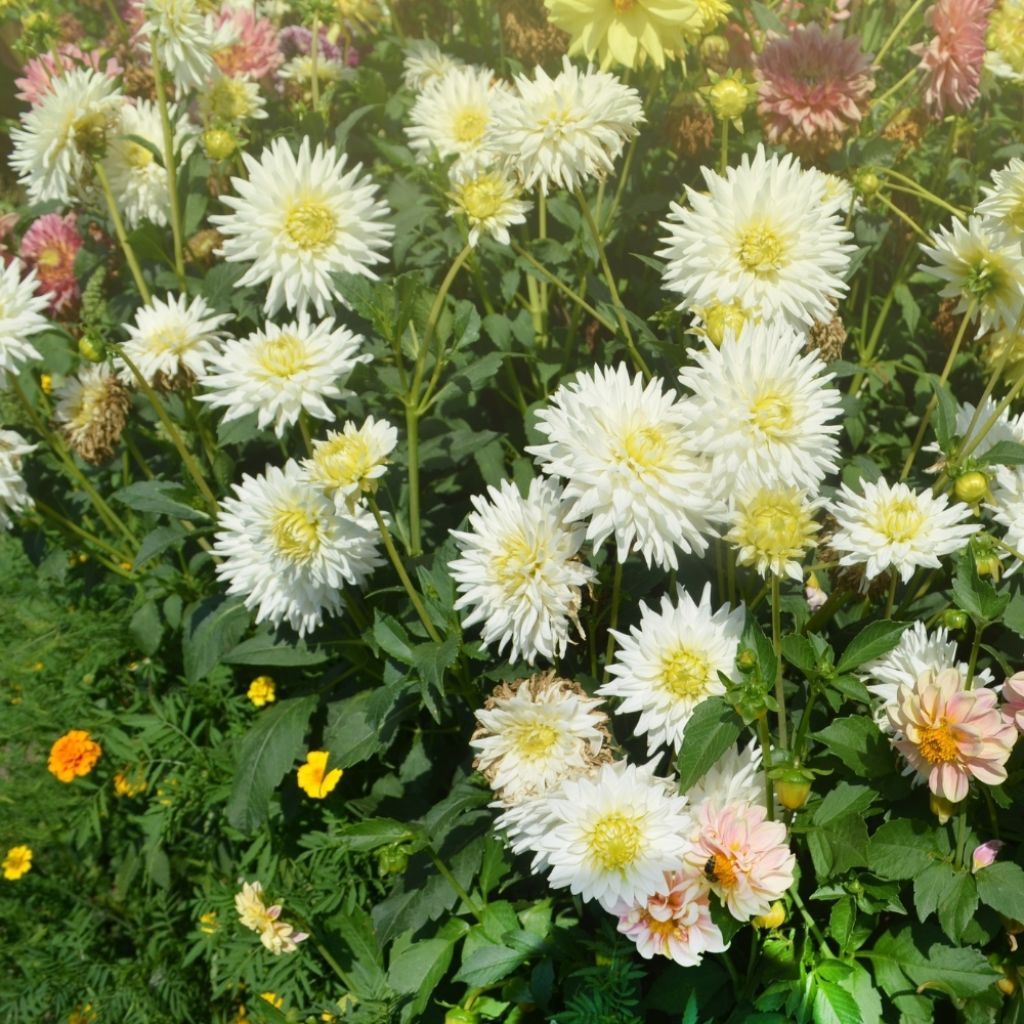 Dahlia cactus My Love
