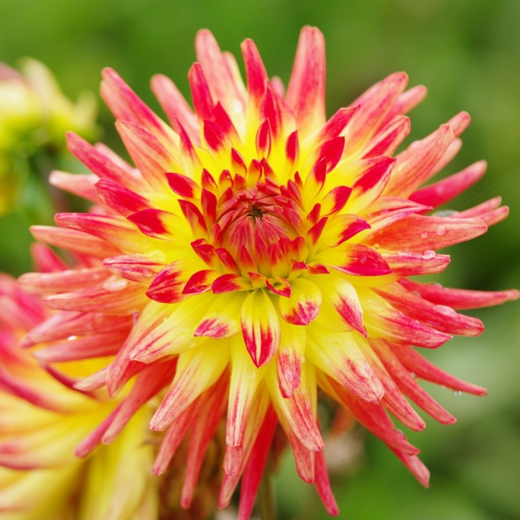 Dahlia cactus Oiseau de Feu