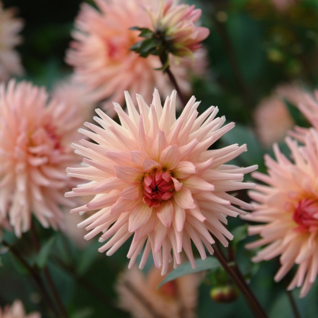 Dahlia cactus Préférence
