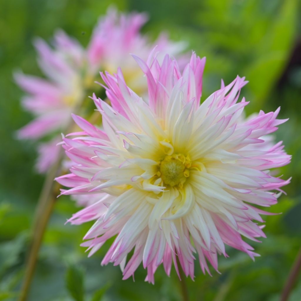 Dahlia cactus dentelle Nenekasi