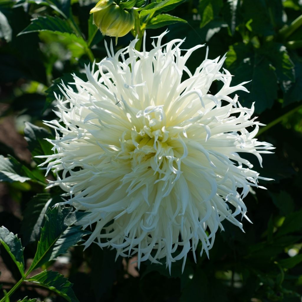 Dahlia cactus dentelle Tsuki Yori no Shisha