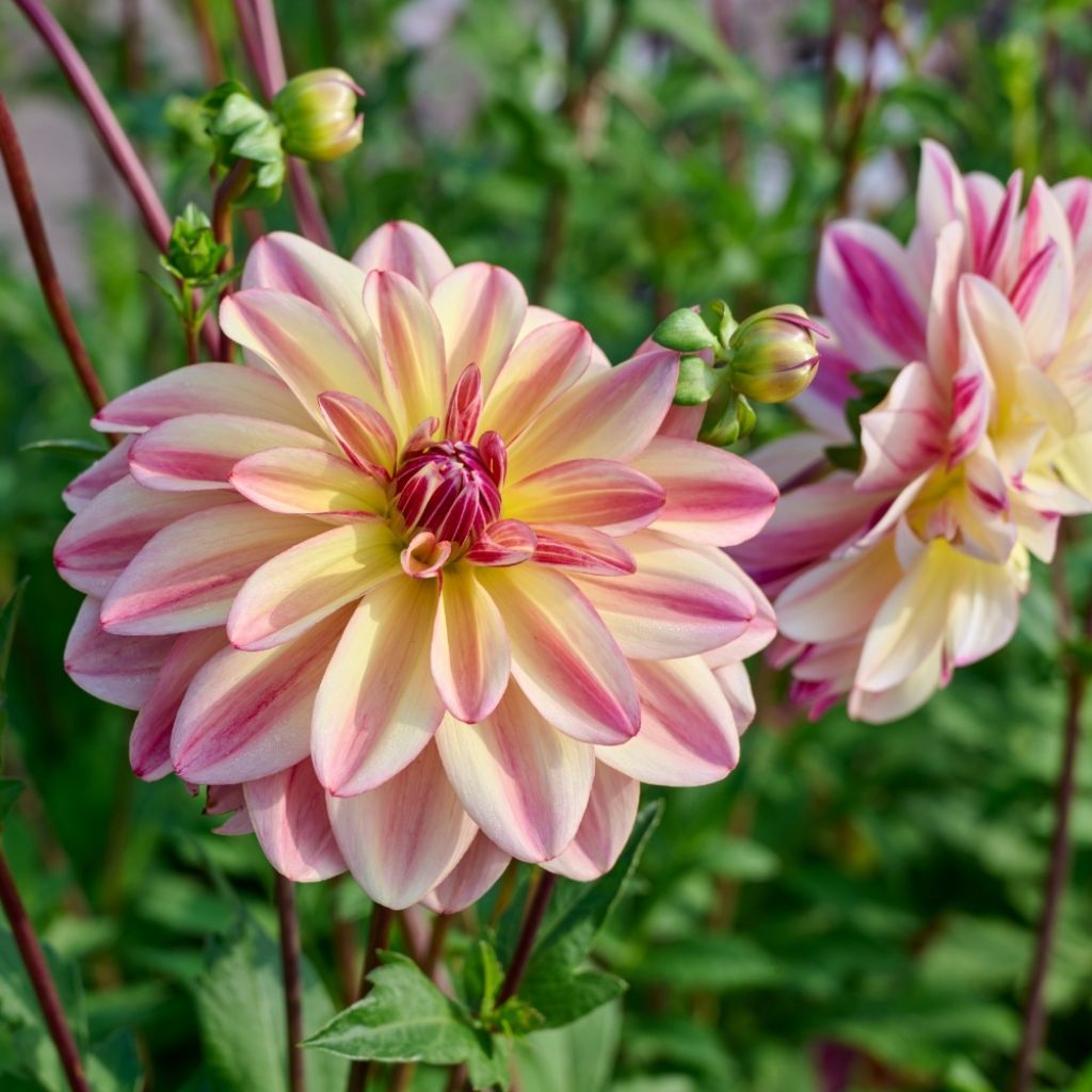Dahlia camélia Happy Butterfly
