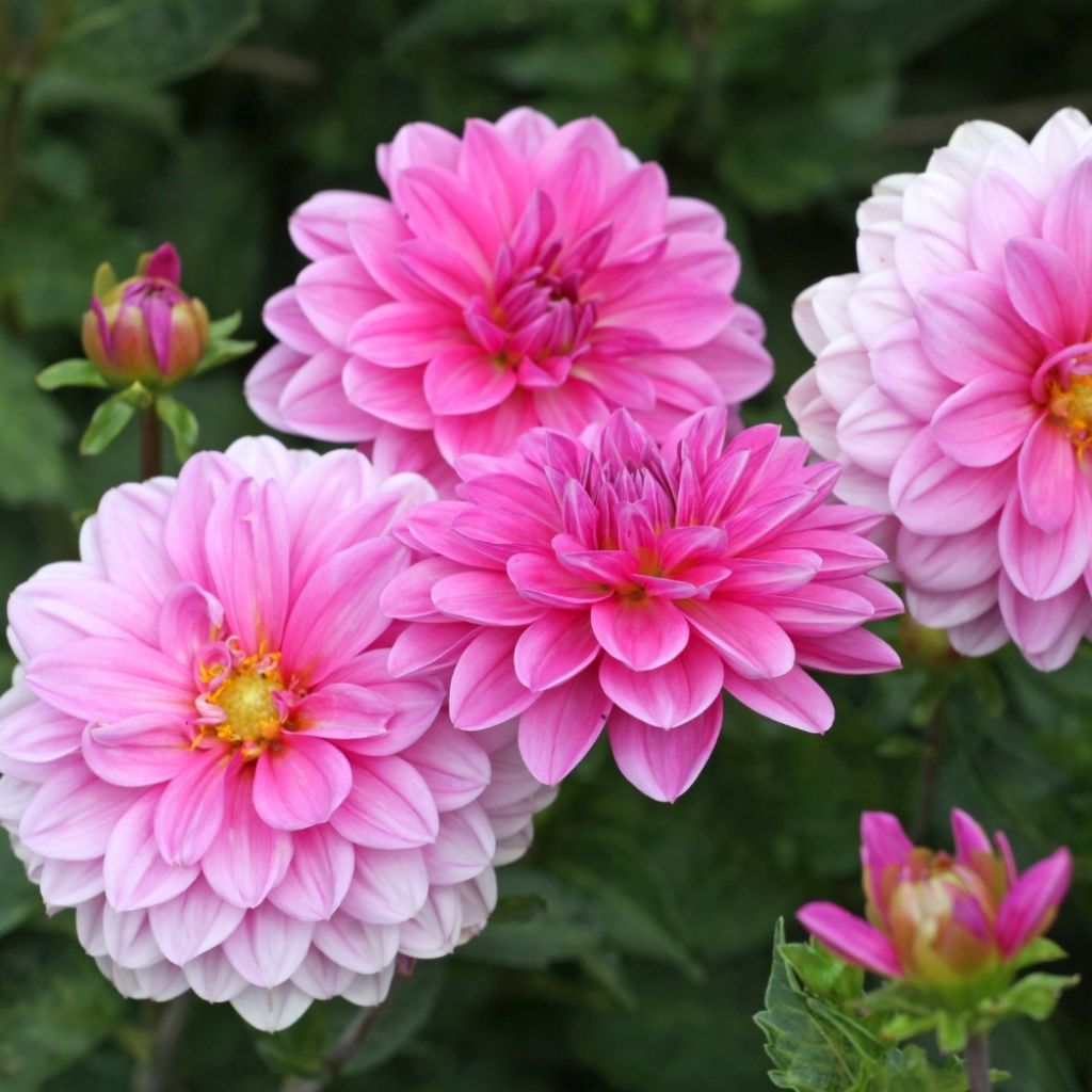 Dahlia camélia Onesta
