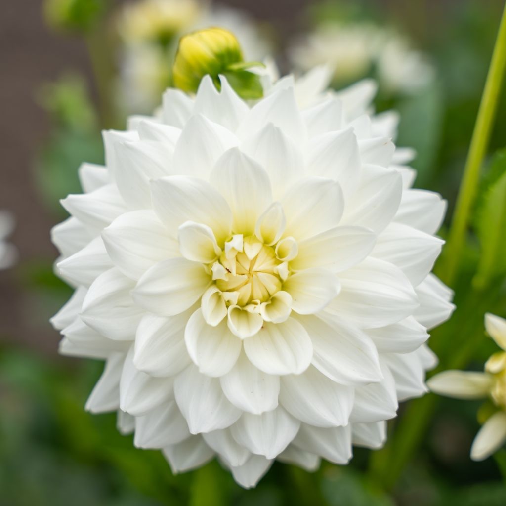 Dahlia décoratif Karma Maarten Zwaan