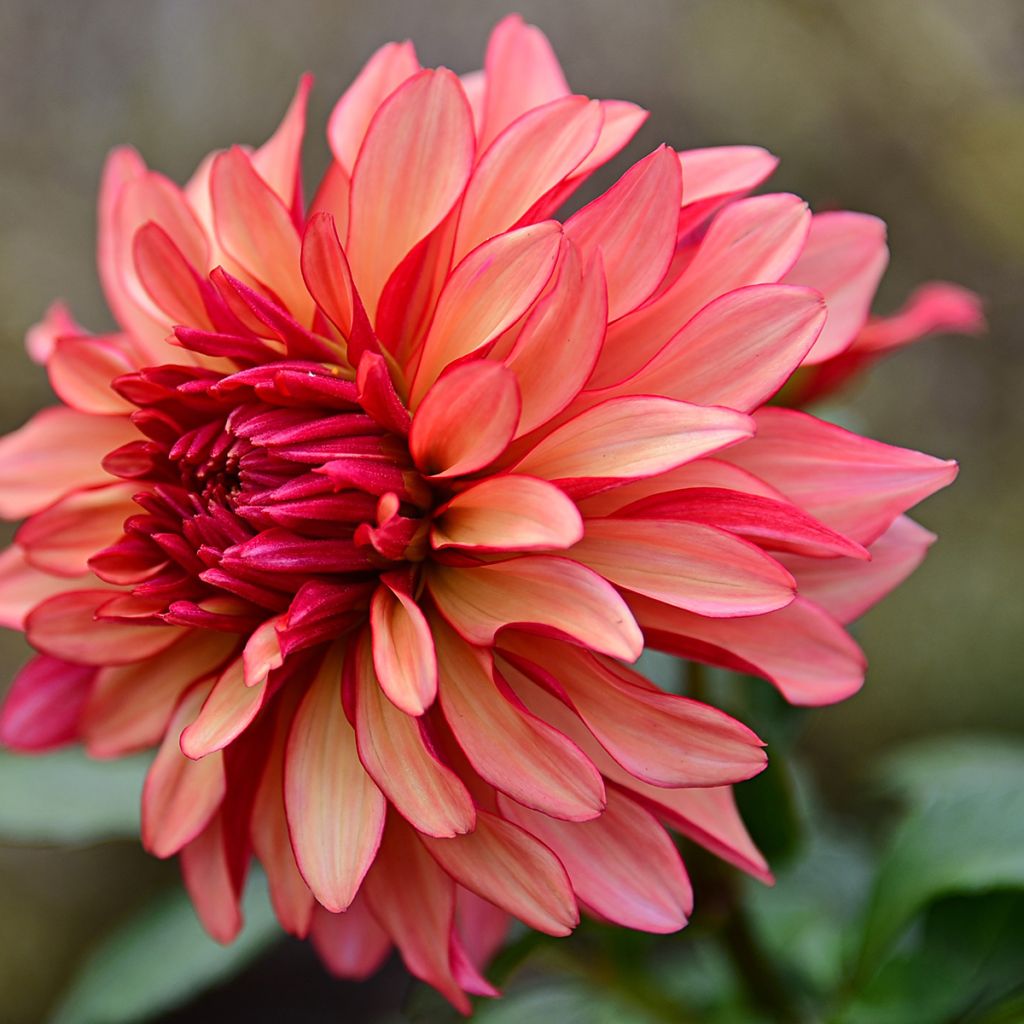 Dahlia décoratif Madame Antoinette