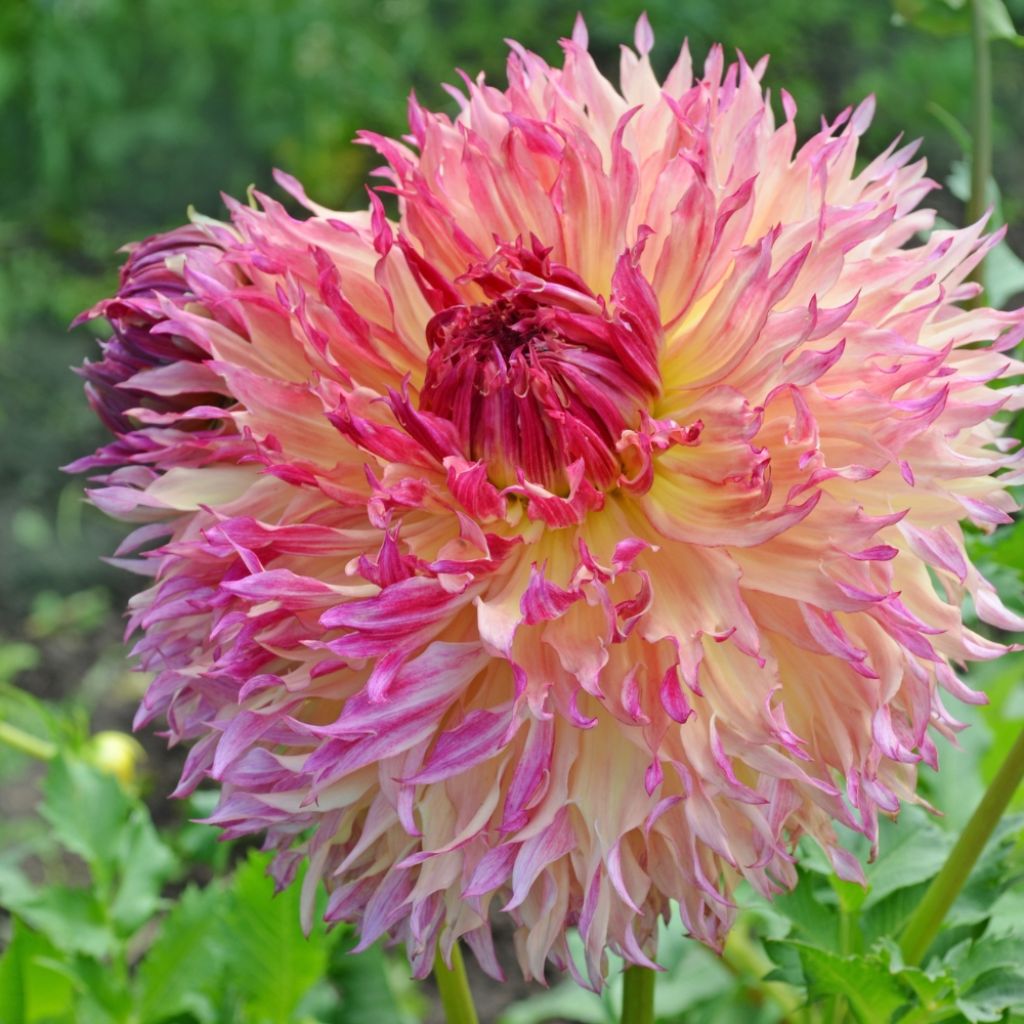 Dahlia géant Myrtle's Folly