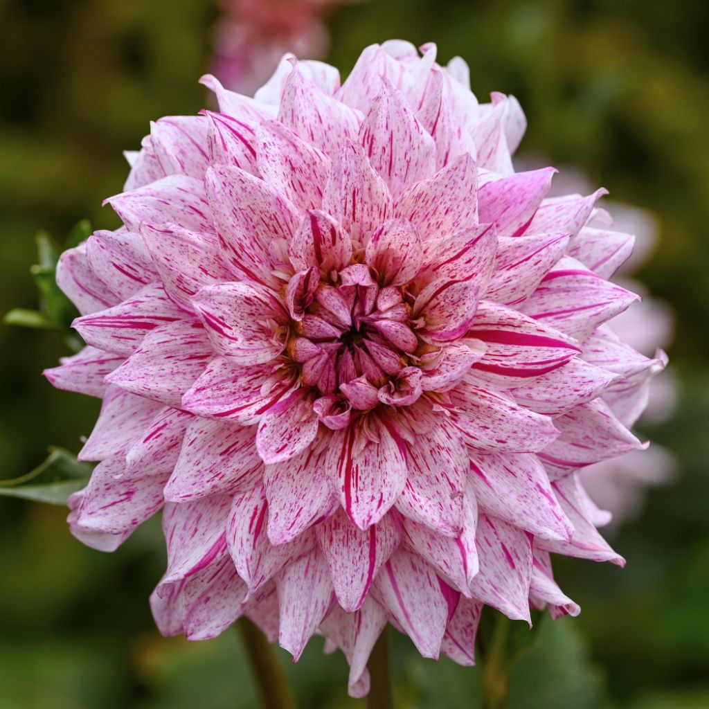 Dahlia décoratif Prince Vaillant