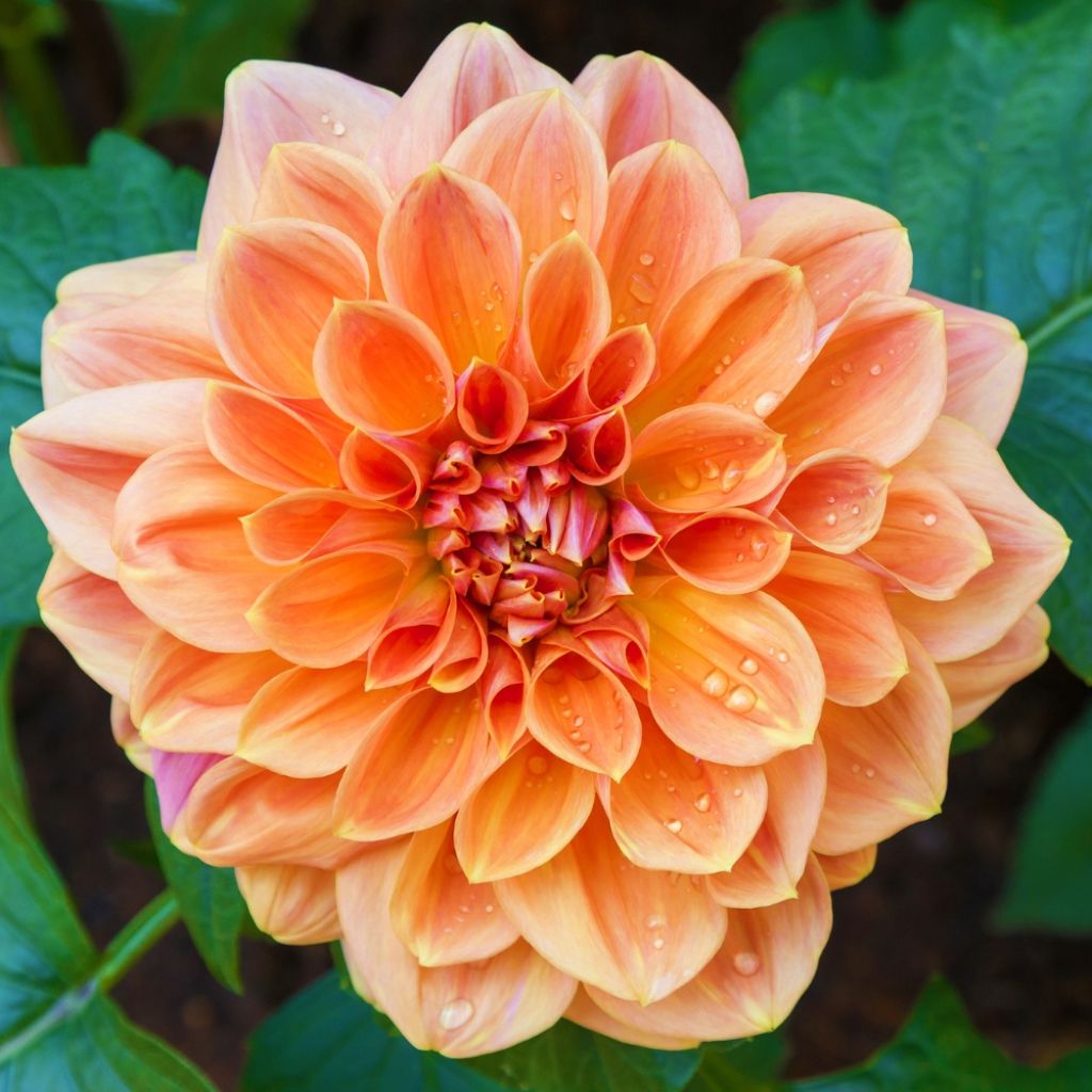 Dahlia décoratif Rancho