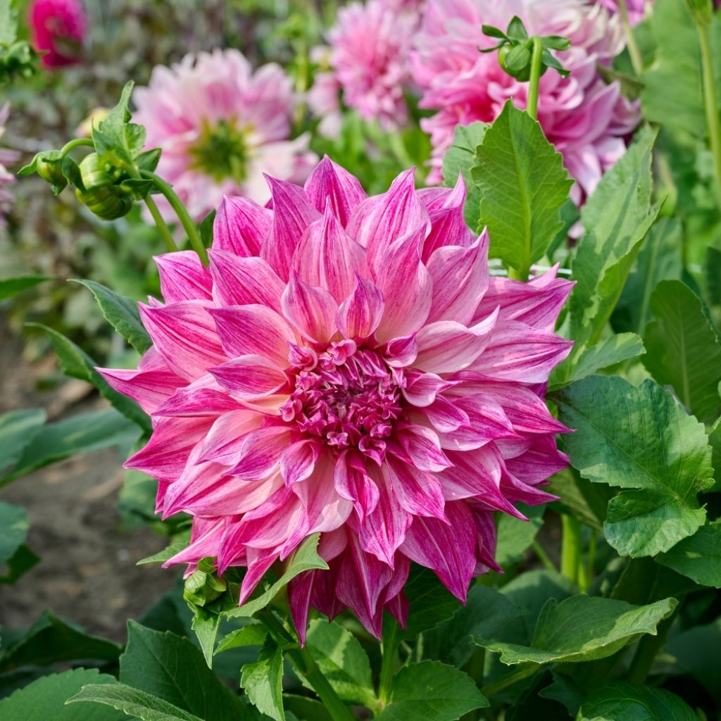 Dahlia géant Café Au Lait Royal 