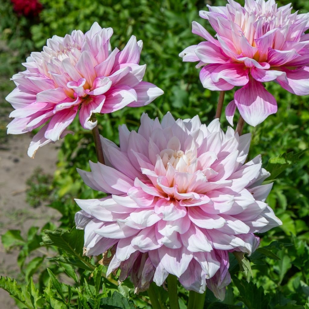 Dahlia Géant Gitt's Perfection