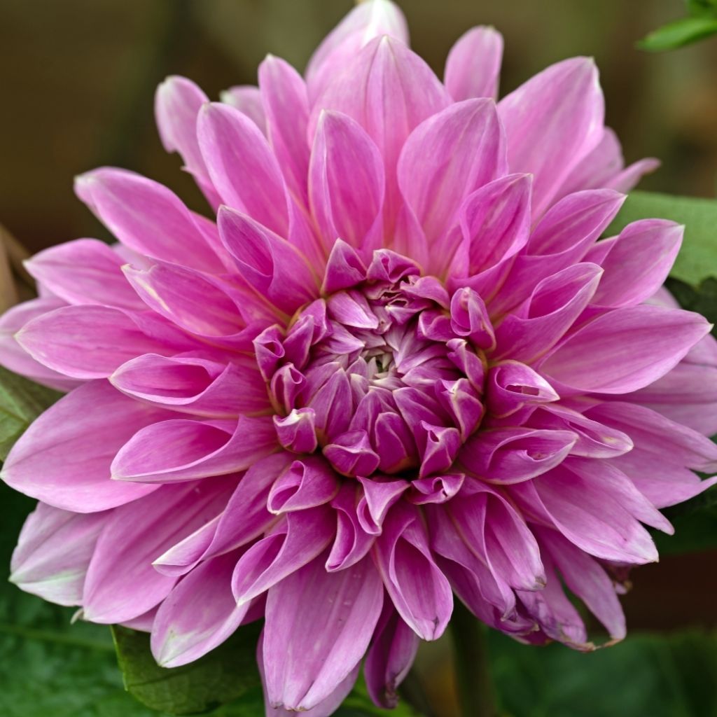 Dahlia géant Lavender Perfection