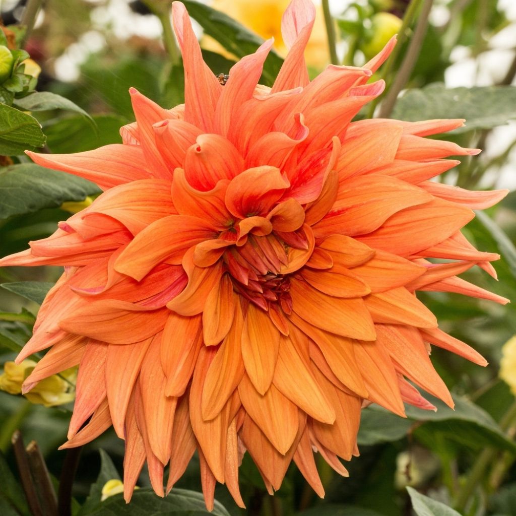 Dahlia géant Life Force