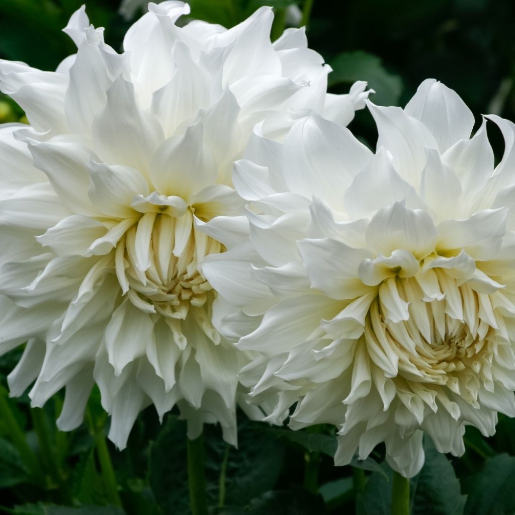 Dahlia géant White Perfection