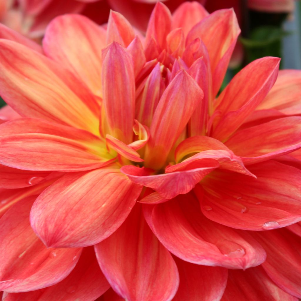Dahlia géant Titan Lighthouse