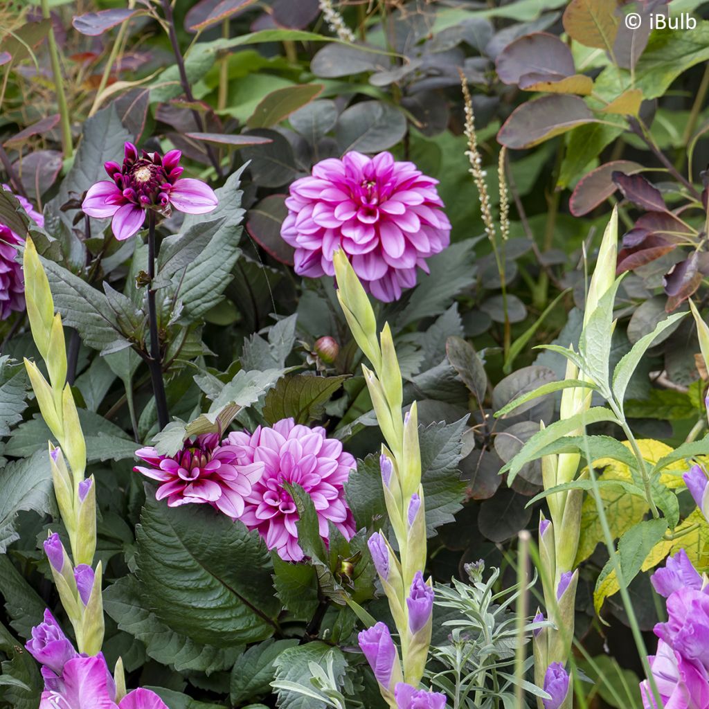 Dahlia nain Gardenetta Lavender
