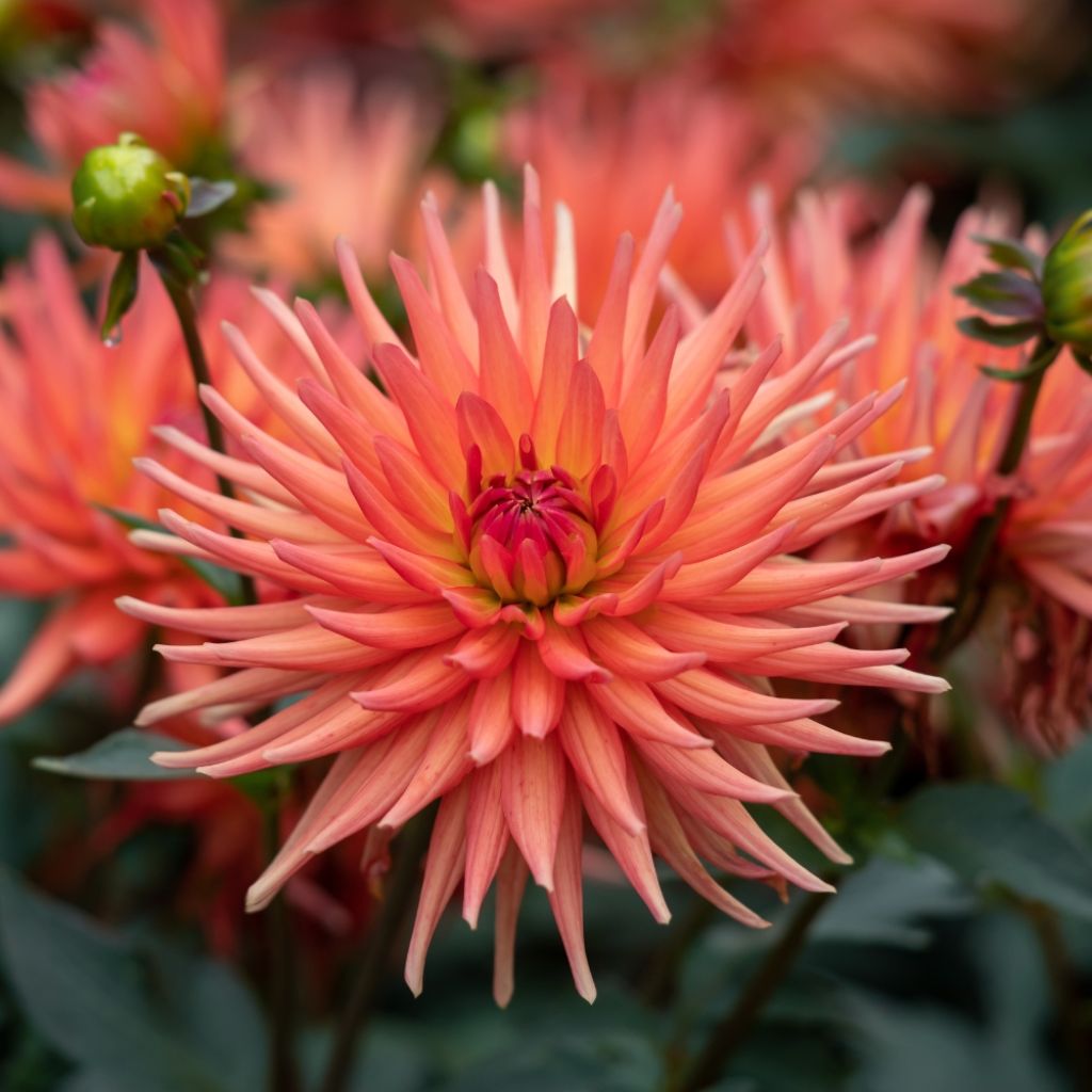 Dahlia cactus nain Park Record