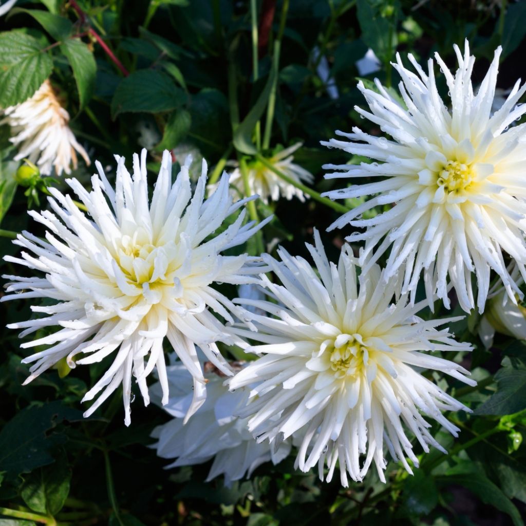 Dahlia cactus nain Playa Blanca