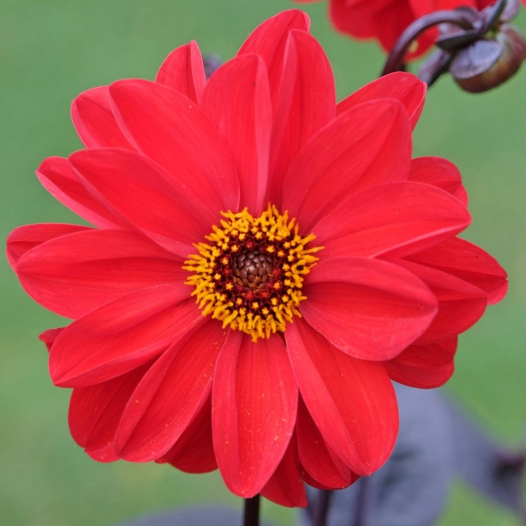 Dahlia paysage Bishop of Llandaff