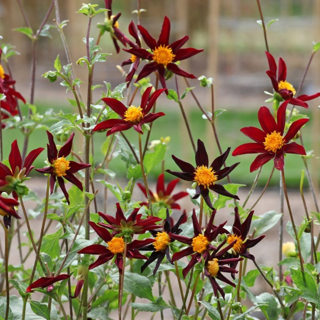 Dahlia Honka Verrone's Obsidian